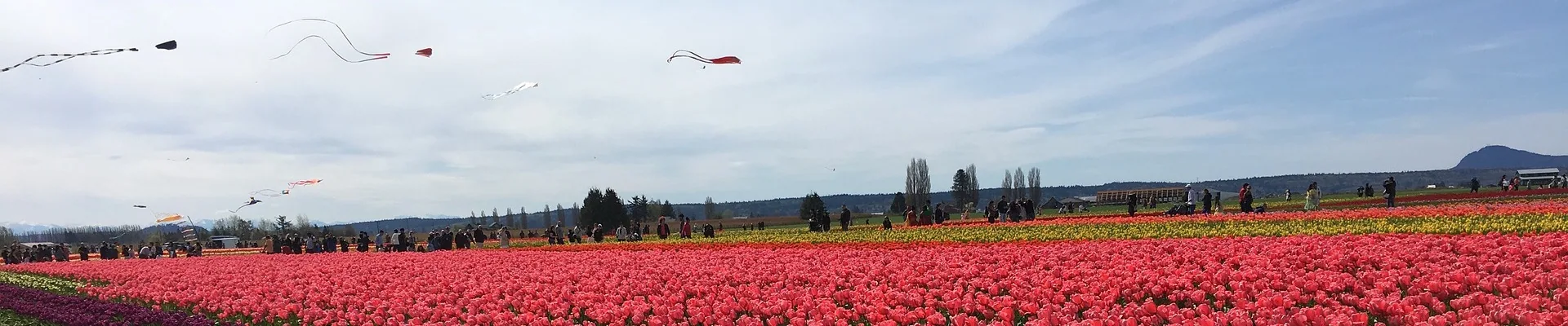 Expansive field of red tulips with kites flying overhead, mountains and evergreen trees in the distance under cloudy sky