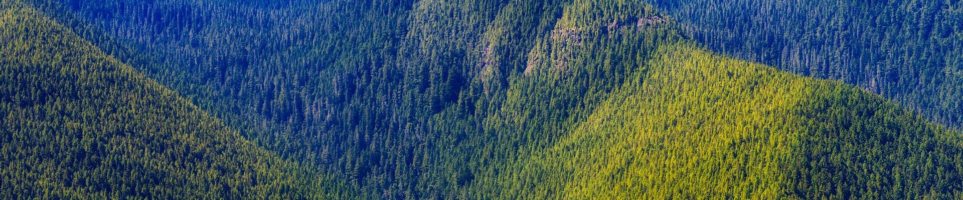 Dense coniferous forest covering rolling mountain slopes with varying shades of green and blue-tinted trees
